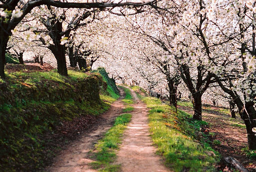 camino_entre_cerezos